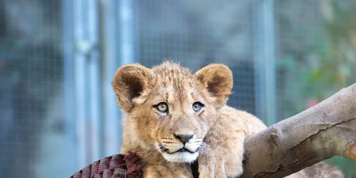 Pobyt v Liberci pre páry aj rodiny: raňajky, využitie Sport Parku a skipasy aj zoologická záhrada