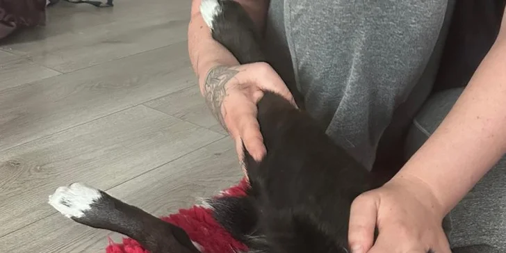 Masáž psíka pomocou Dornovej metódy