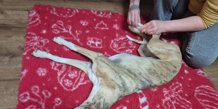 Masáž psíka pomocou Dornovej metódy