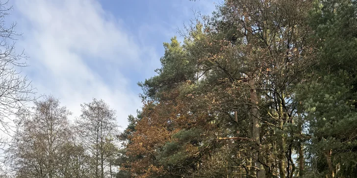 Relax a romantika v malebnom Pošumaví: chalúpka s odklápacou strechou pri lese a rybníku