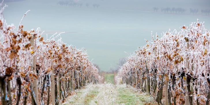 Pobyt v Znojme: strava, karta výhod, zľavy na zážitky, fľaša vína aj romantický balíček
