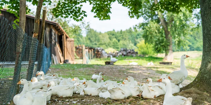 Pobyt na farme 5 km od Kuksu s farmárskymi raňajkami aj polpenziou a možnosťou pikniku