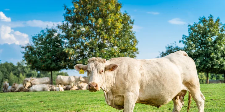 Pobyt na farme 5 km od Kuksu s farmárskymi raňajkami aj polpenziou a možnosťou pikniku