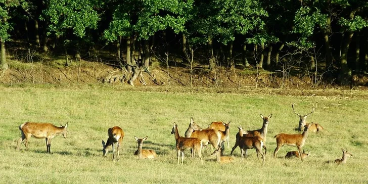 Pohodový pobyt v Českom krase: hotel v blízkosti Karlštejna, raňajky alebo polpenzia