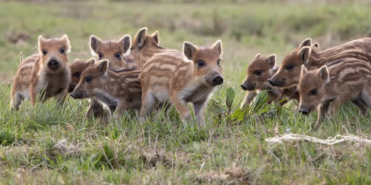 Pobyt v indiánskej dedinke pre 2–4 osoby: nocľah v teepee, raňajky a Offroad Safari jazda