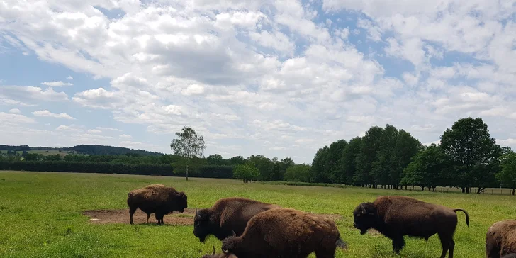 Zažite život zvierat: pobyt v Safari Resorte s raňajkami a Offroad Safari jazdou