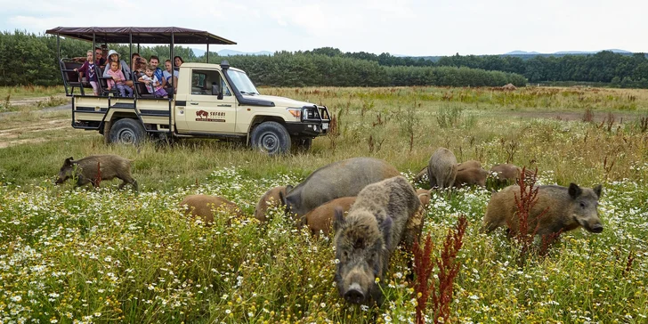 Zažite život zvierat: pobyt v Safari Resorte s raňajkami a Offroad Safari jazdou