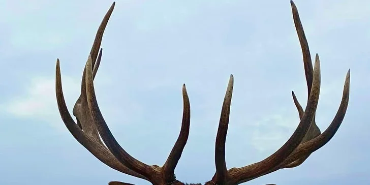 Safari v južných Čechách pre dvoch aj rodinu: raňajky, zvieratá a jazda offroadom