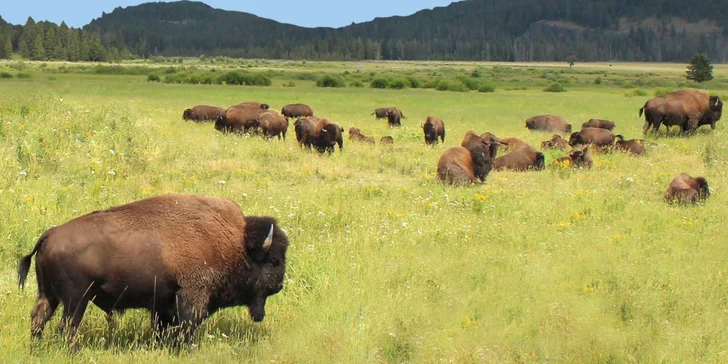 Pobyt v indiánskej dedinke pre 2–4 osoby: nocľah v teepee, raňajky a Offroad Safari jazda