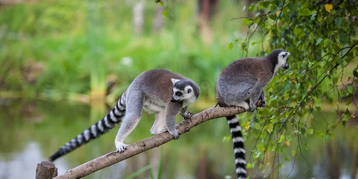 Parádny rezort 13 km od Baltu: raňajky, wellness, zoo aj kone, vlastné jazero, festival a mnoho ďalšieho