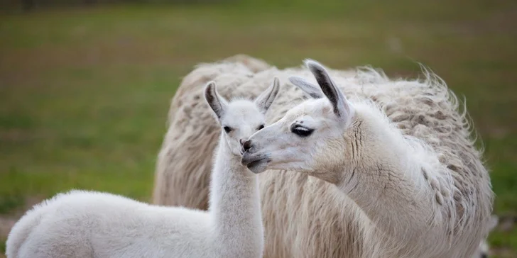 Parádny rezort 13 km od Baltu: raňajky, wellness, zoo aj kone, vlastné jazero, festival a mnoho ďalšieho