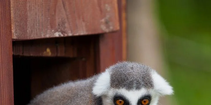 Parádny rezort 13 km od Baltu: raňajky, wellness, zoo aj kone, vlastné jazero, festival a mnoho ďalšieho