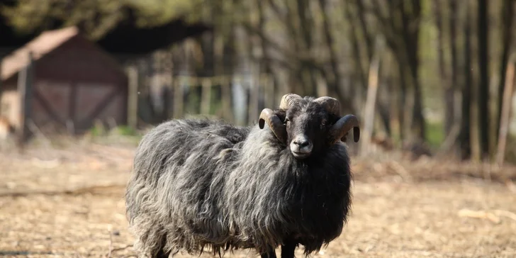 Parádny rezort 13 km od Baltu: raňajky, wellness, zoo aj kone, vlastné jazero, festival a mnoho ďalšieho