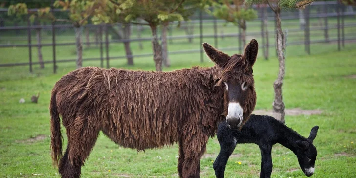 Parádny rezort 13 km od Baltu: raňajky, wellness, zoo aj kone, vlastné jazero, festival a mnoho ďalšieho