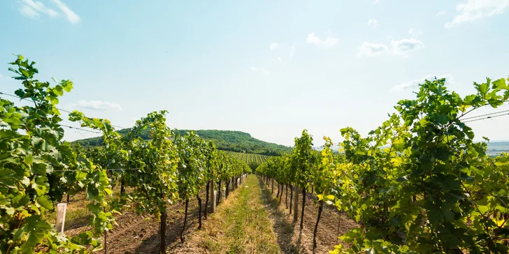 Dovolenka na juhu Moravy: penzión s raňajkami aj polpenziou, zľava na vstup do Aqualandu Moravia