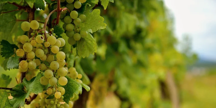 Pobyt v rodinnom penzióne na južnej Morave: strava aj degustácia vín a domácich likérov