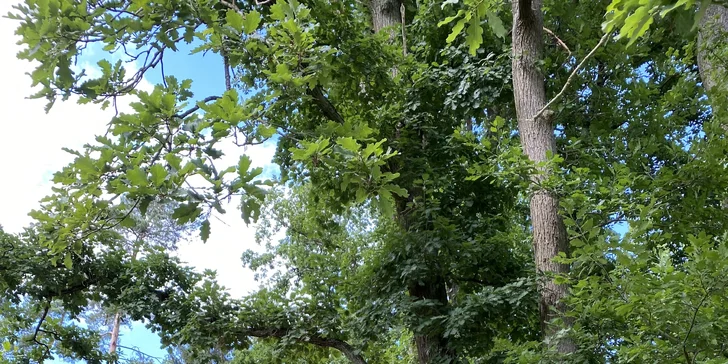 Netradičná dovolenka v Českém raji: treehouse pre pár aj rodinu s požičaním loďky aj možnosťou raňajkového koša