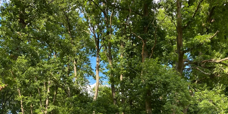 Netradičná dovolenka v Českém raji: treehouse pre pár aj rodinu s požičaním loďky aj možnosťou raňajkového koša