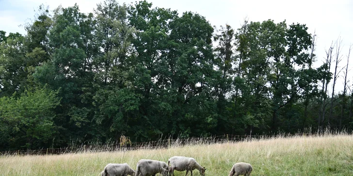 Jurta v Toulavě: areál statku uprostred prírody a vyžitie pre deti