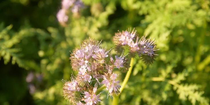 Jurta v Toulavě: areál statku uprostred prírody a vyžitie pre deti