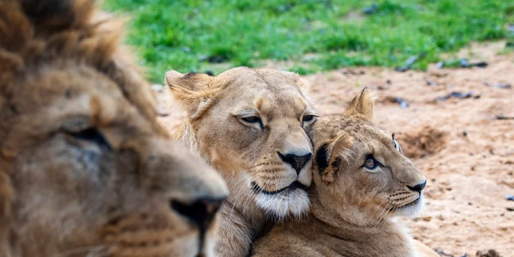 Dovolenka v Plzni: vybavené apartmány pre pár aj rodinu pri priehrade České údolí