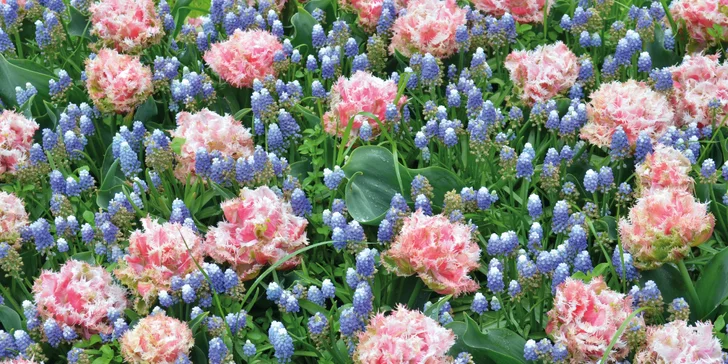 Jednodňový zájazd na najväčšiu kvetinovú výstavu v Rakúsku v Tullne