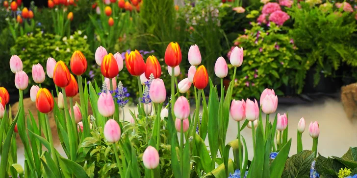 Jednodňový zájazd na najväčšiu kvetinovú výstavu v Rakúsku v Tullne