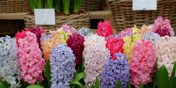 Jednodňový zájazd na najväčšiu kvetinovú výstavu v Rakúsku v Tullne