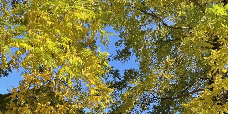 Rekonštrukčná vlasová kúra alebo brazílsky keratín pre dokonale rovné vlasy