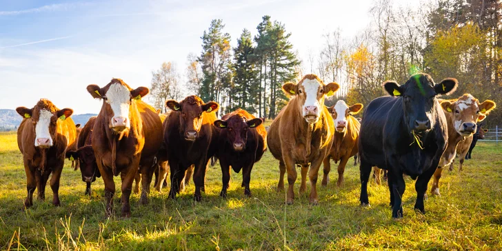 Glamping blízko Lipna: tiny house až pre 4 os. s vonkajšou saunou, ochladzovacou kadiou a grilom