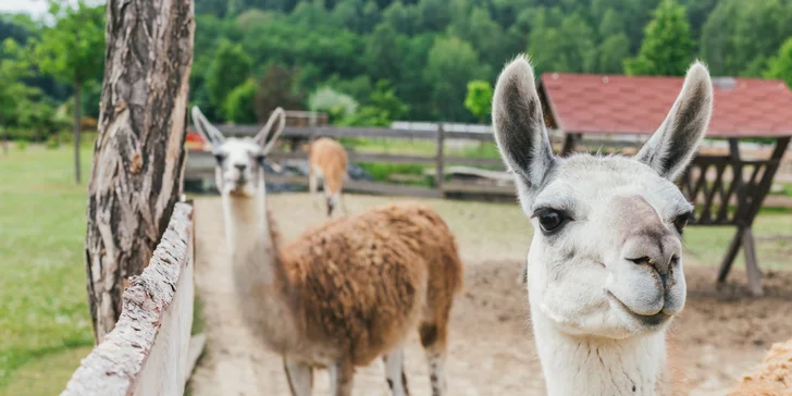 Pobyt v Lužických horách: raňajky aj fľaša prosecca a vstup do sauny
