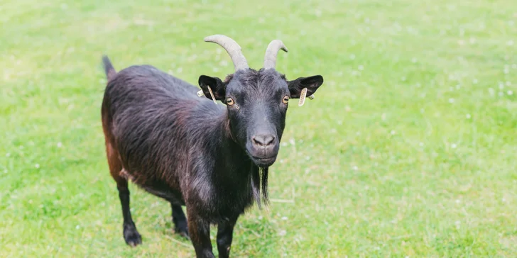 Pobyt v plne vybavenej chalupe alebo zrube až pre 11 osôb v Lužických horách