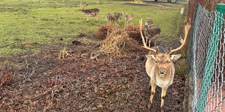 Pobyt pri obore s danielmi v Lužických horách: tiny house aj s raňajkami pre 2 osoby