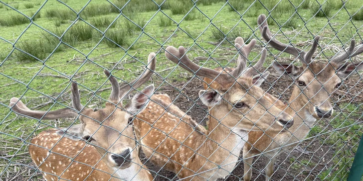 Pobyt pri obore s danielmi v Lužických horách: tiny house aj s raňajkami pre 2 osoby