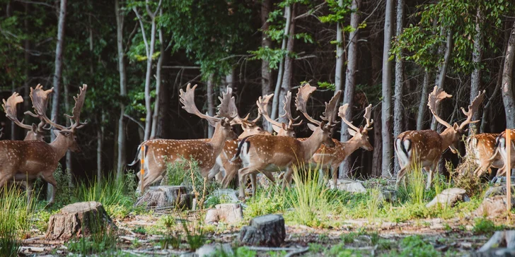 Zážitkové ubytovanie v prírode: zrub až pre 5 s pozorovaním zveri