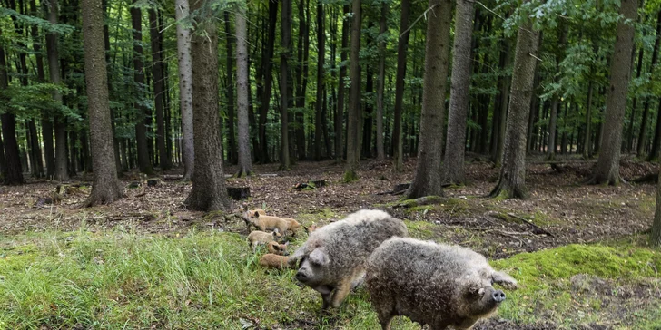 Zážitkové ubytovanie v prírode: zrub až pre 5 s pozorovaním zveri