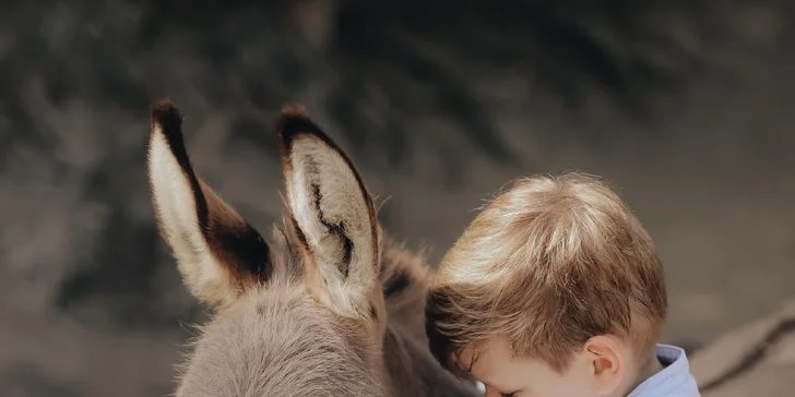 Pobyt medzi zvieratkami na ranči: karavan, chatka alebo maringotka, mini zoo, kone a možnosť raňajok