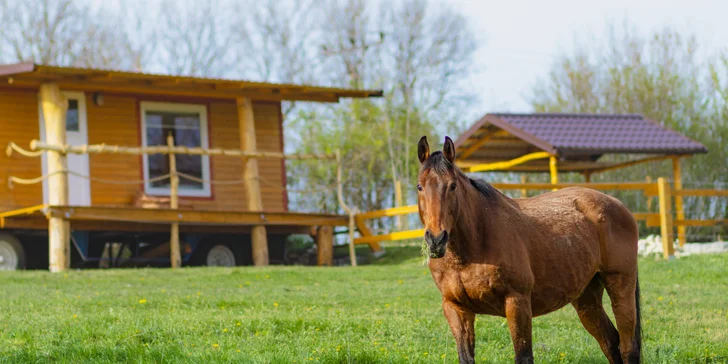 Pobyt medzi zvieratkami na ranči: karavan, chatka alebo maringotka, mini zoo, kone a možnosť raňajok