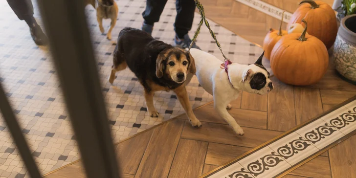 Adults only dovolenka v Svinoústí: 3* vila s raňajkami alebo polpenziou, možnosť wellness