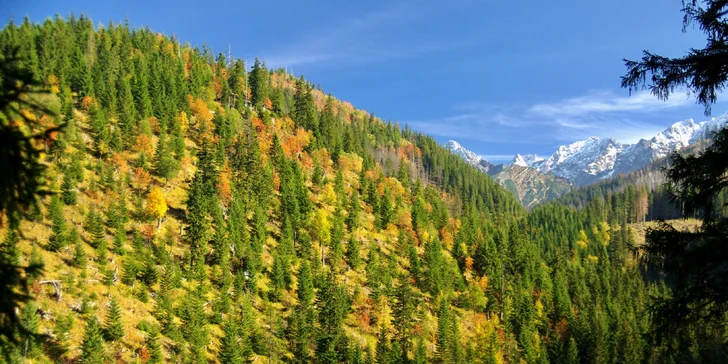 Blahodarný lesný kúpeľ v nádhernom prostredí Tatier: nájdite opäť vnútornú rovnováhu