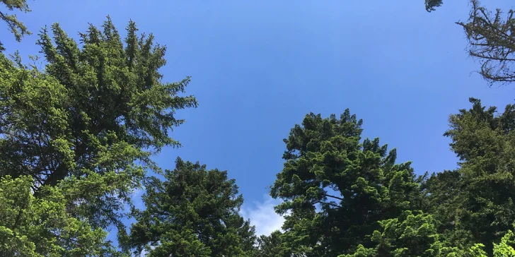 Blahodarný lesný kúpeľ v nádhernom prostredí Tatier: nájdite opäť vnútornú rovnováhu