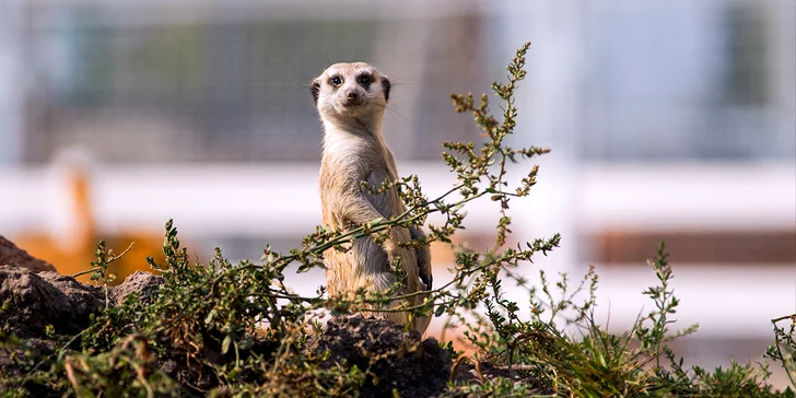 Vstupenky do zoo plnej kráľovských šeliem: zážitok pre celú rodinu
