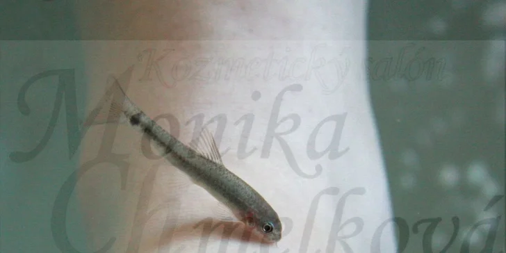 Wellness pedikúra rybičkami Garra Rufa