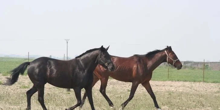 20 eur za 2-hodinovú jazdu na koni pre 2 osoby! Pozrite sa na svet z konského sedla a zažite pravú slobodu so zľavou 50%!