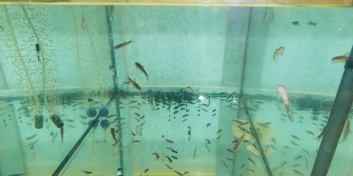 Pedikúra alebo kúpeľ rybičkami Garra Rufa