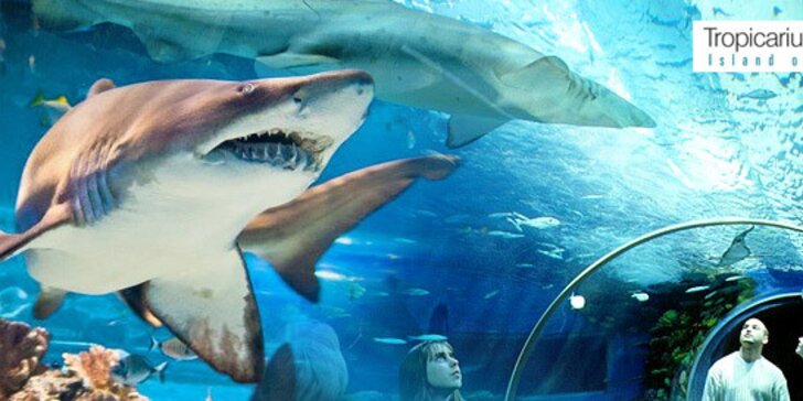 17,40 eur za celodenný výlet do najväčšieho stredoeurópskeho morského akvária v Budapešti. Nezabudnuteľné zážitky, bezprostredná blízkosť exotických zvierat, zážitok pre detské i dospelé oči so zľavou 40 %