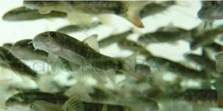 Kúpeľ alebo pedikúra s rybičkami Garra rufa