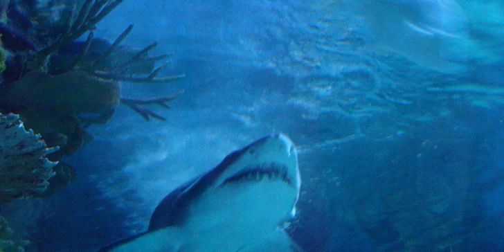 Budapešť Tropicarium a ZOO