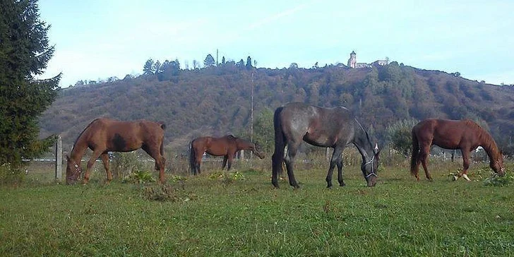 Hodina jazdy na koni s trénerom