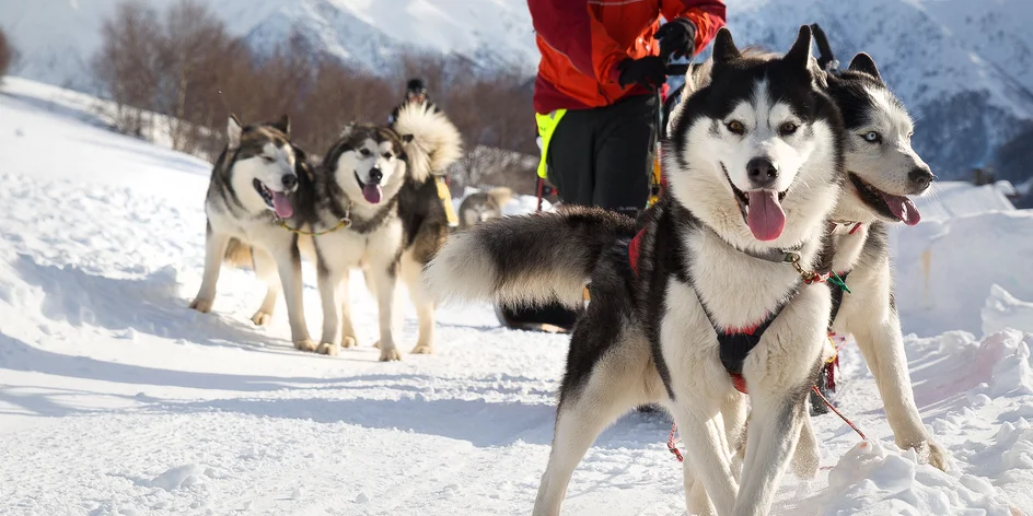 Jazda na psom záprahu cez zasnežené Donovaly